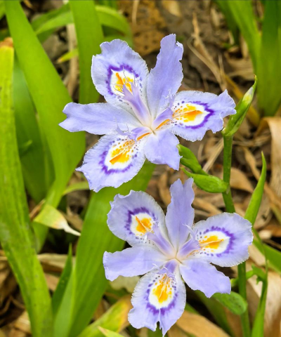 家里阳光不足怎么养花，选对植物种类，掌握养护技巧