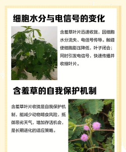 家里阳光不足怎么养花，选对植物种类，掌握养护技巧