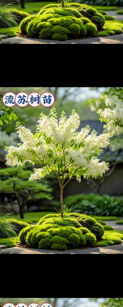 家里阳光不足怎么养花，选对植物种类，掌握养护技巧