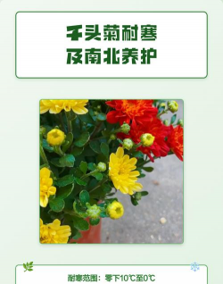 家里阳光不足怎么养花，选对植物种类，掌握养护技巧