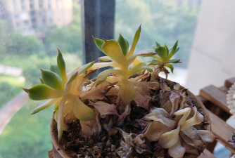 家里阳光不足怎么养花，选对植物种类，掌握养护技巧