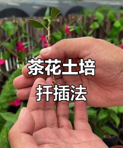 家里阳光不足怎么养花，选对植物种类，掌握养护技巧