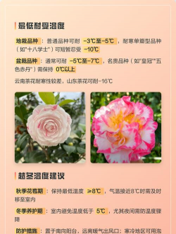 家里阳光不足怎么养花，选对植物种类，掌握养护技巧