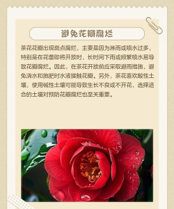 家里阳光不足怎么养花，选对植物种类，掌握养护技巧