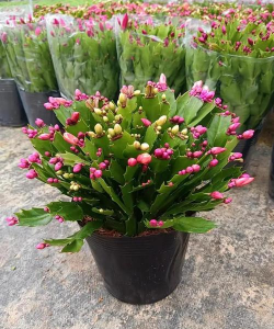 家里阳光不足怎么养花，选对植物种类，掌握养护技巧