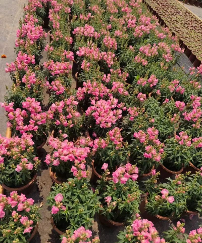 家里阳光不足怎么养花，选对植物种类，掌握养护技巧