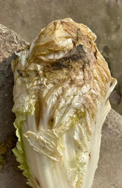 小众送妈妈的花有哪些花