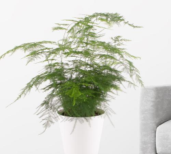 家里阳光不足怎么养花，选对植物种类，掌握养护技巧