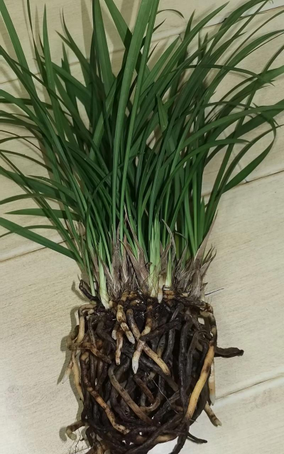 家里阳光不足怎么养花，选对植物种类，掌握养护技巧