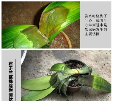 家里阳光不足怎么养花，选对植物种类，掌握养护技巧