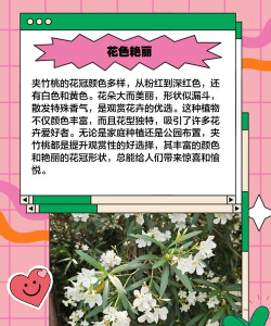 家里阳光不足怎么养花，选对植物种类，掌握养护技巧