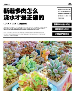 家里阳光不足怎么养花，选对植物种类，掌握养护技巧