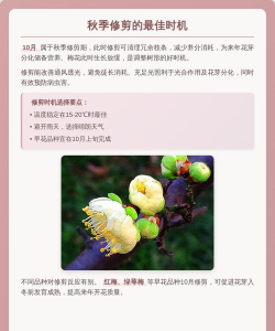 家里阳光不足怎么养花，选对植物种类，掌握养护技巧