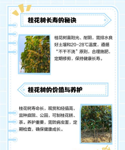 家里阳光不足怎么养花，选对植物种类，掌握养护技巧
