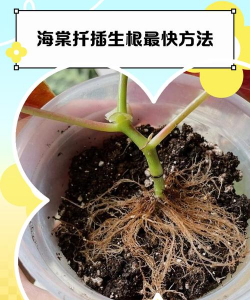 家里阳光不足怎么养花，选对植物种类，掌握养护技巧