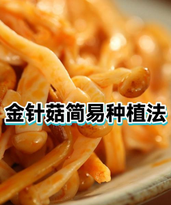 家里阳光不足怎么养花，选对植物种类，掌握养护技巧