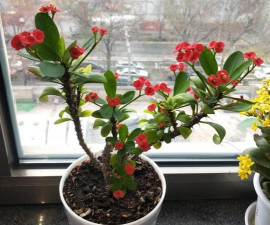 家里阳光不足怎么养花，选对植物种类，掌握养护技巧