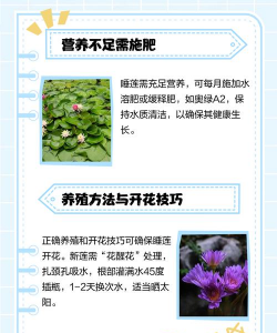 家里阳光不足怎么养花，选对植物种类，掌握养护技巧