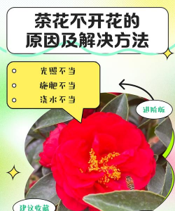家里阳光不足怎么养花，选对植物种类，掌握养护技巧