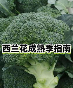 家里阳光不足怎么养花，选对植物种类，掌握养护技巧