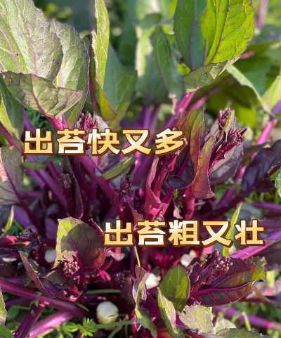 家里阳光不足怎么养花，选对植物种类，掌握养护技巧