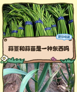 家里阳光不足怎么养花，选对植物种类，掌握养护技巧