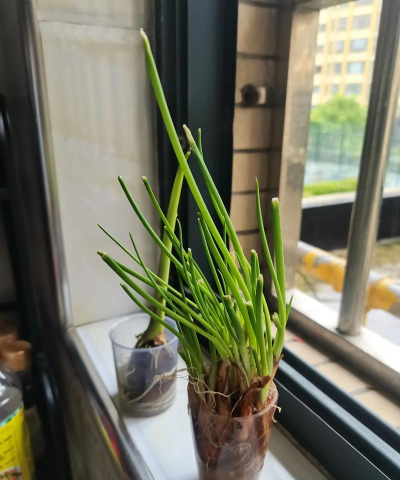 家里阳光不足怎么养花，选对植物种类，掌握养护技巧