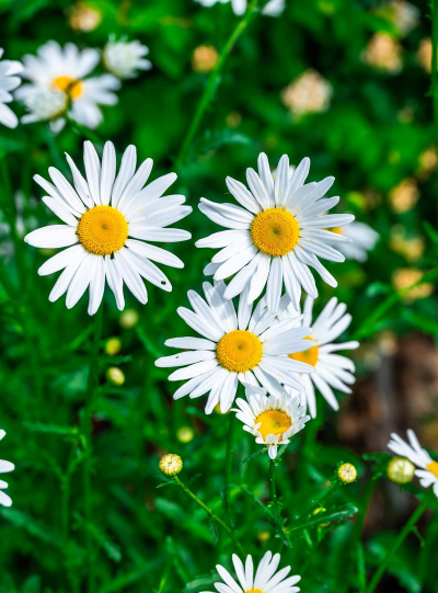 家里阳光不足怎么养花，选对植物种类，掌握养护技巧