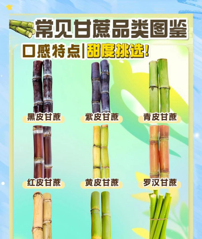 家里阳光不足怎么养花，选对植物种类，掌握养护技巧