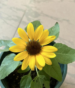 小众送妈妈的花有哪些花