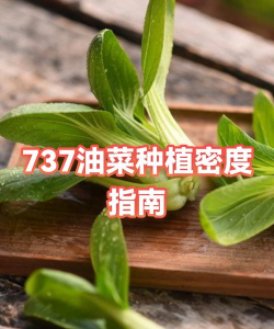 家里阳光不足怎么养花，选对植物种类，掌握养护技巧