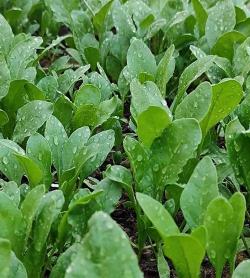 适合白露种植的蔬菜