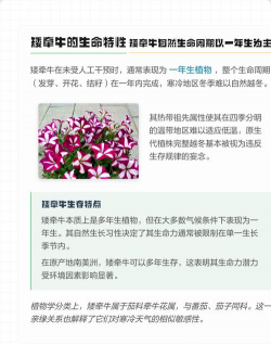 矮牵牛第二年还能活吗 矮牵牛第二年还能活吗