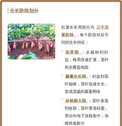 家里阳光不足怎么养花，选对植物种类，掌握养护技巧
