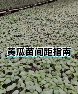 家里阳光不足怎么养花，选对植物种类，掌握养护技巧