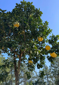 家里阳光不足怎么养花，选对植物种类，掌握养护技巧