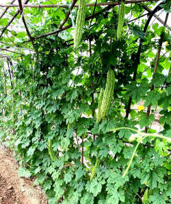 家里阳光不足怎么养花，选对植物种类，掌握养护技巧