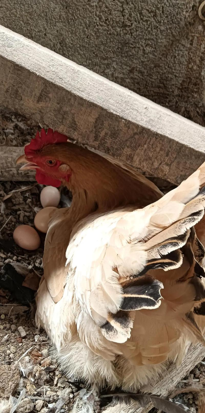 家里阳光不足怎么养花，选对植物种类，掌握养护技巧