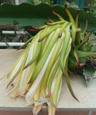 家里阳光不足怎么养花，选对植物种类，掌握养护技巧