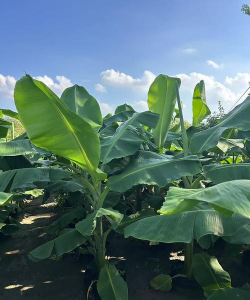 家里阳光不足怎么养花，选对植物种类，掌握养护技巧