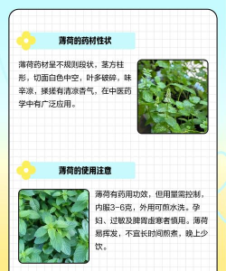 家里阳光不足怎么养花，选对植物种类，掌握养护技巧