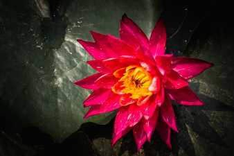 家里阳光不足怎么养花，选对植物种类，掌握养护技巧