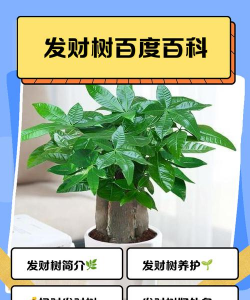 家里阳光不足怎么养花，选对植物种类，掌握养护技巧