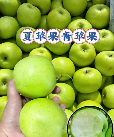 家里阳光不足怎么养花，选对植物种类，掌握养护技巧