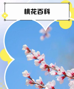 家里阳光不足怎么养花，选对植物种类，掌握养护技巧