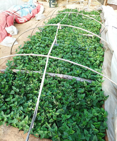 小众送妈妈的花有哪些花