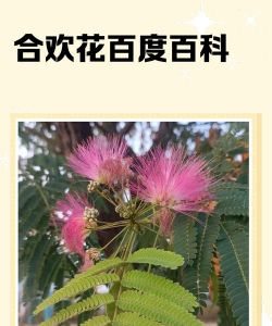 家里阳光不足怎么养花，选对植物种类，掌握养护技巧