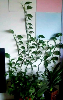 家里阳光不足怎么养花，选对植物种类，掌握养护技巧