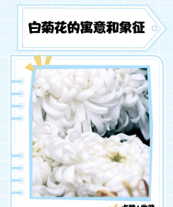 家里阳光不足怎么养花，选对植物种类，掌握养护技巧