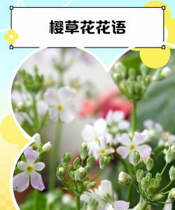 家里阳光不足怎么养花，选对植物种类，掌握养护技巧